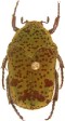 Hadrosticta viridiflua.jpg